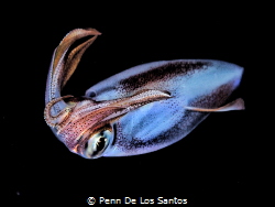 Nocturnal hunter. Many squid species come out at night to... by Penn De Los Santos 